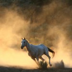 iStock_000004350724XSmallwhite horse