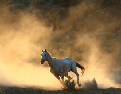 istock_000004350724xsmallwhite-horse